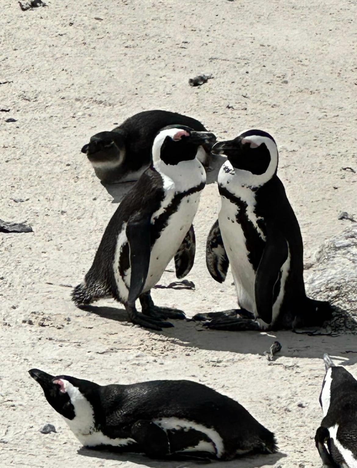 Boulders Beach - Beach View 2